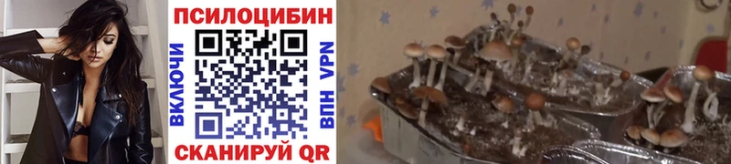 Галлюциногенные грибы Cubensis  мориарти телеграм  Билибино 